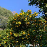 広島・川根柚子ブレンドハーブティー(5包ティーバッグ)