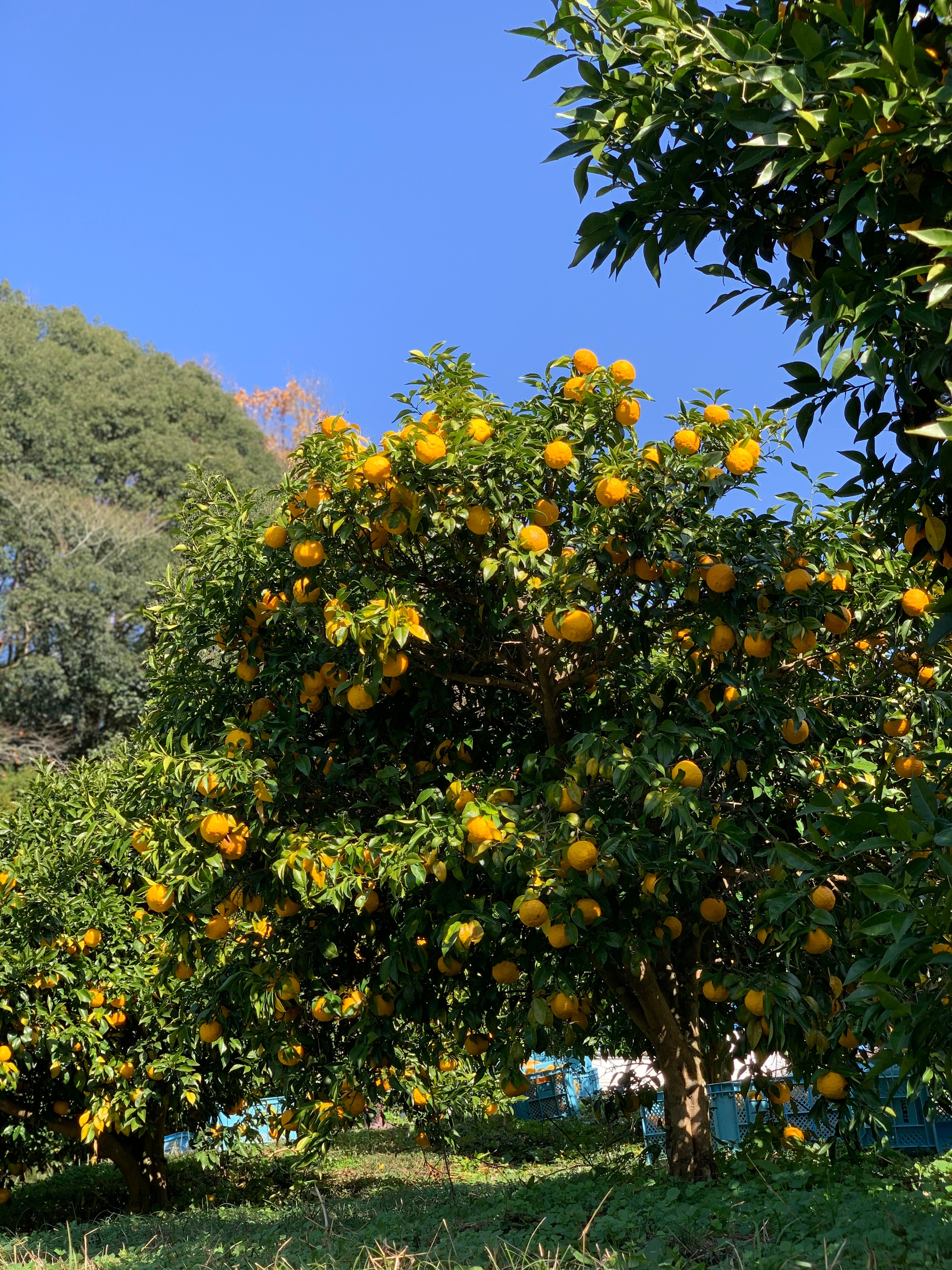 柚 クラフトボス 世界のTEA 柚子ティーエード ( 600ml×24本 )/ ボス